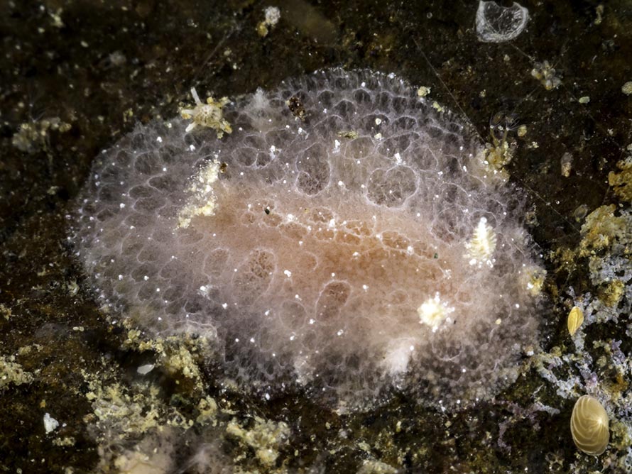 Dorid sp. V